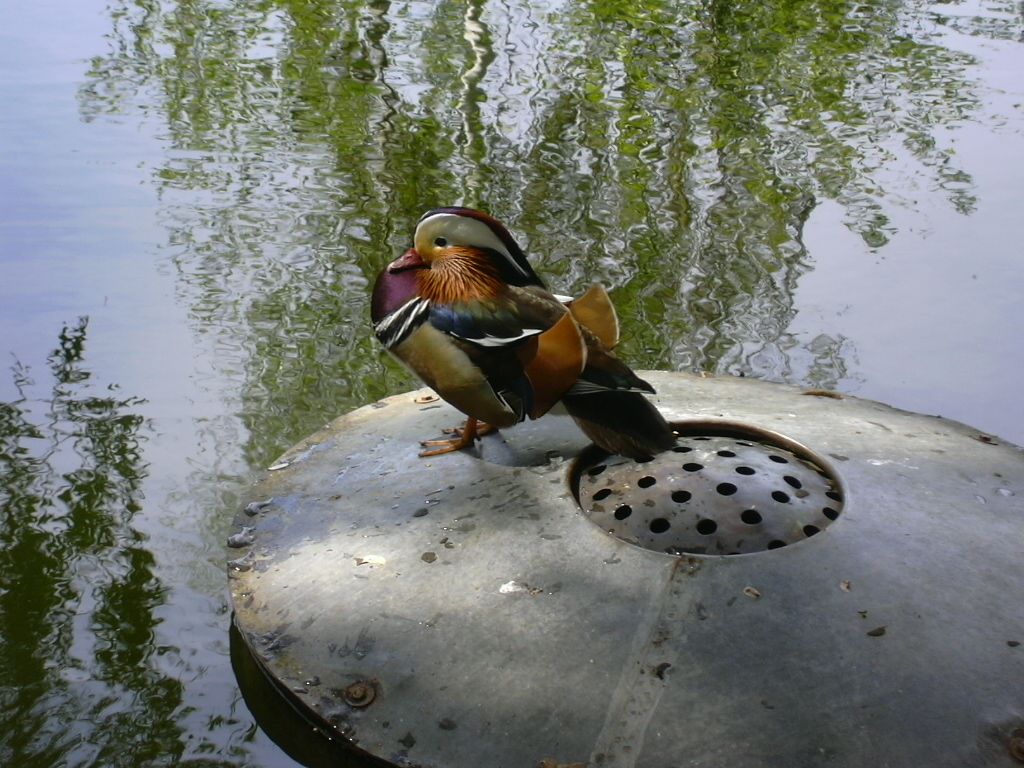 magnifique canard