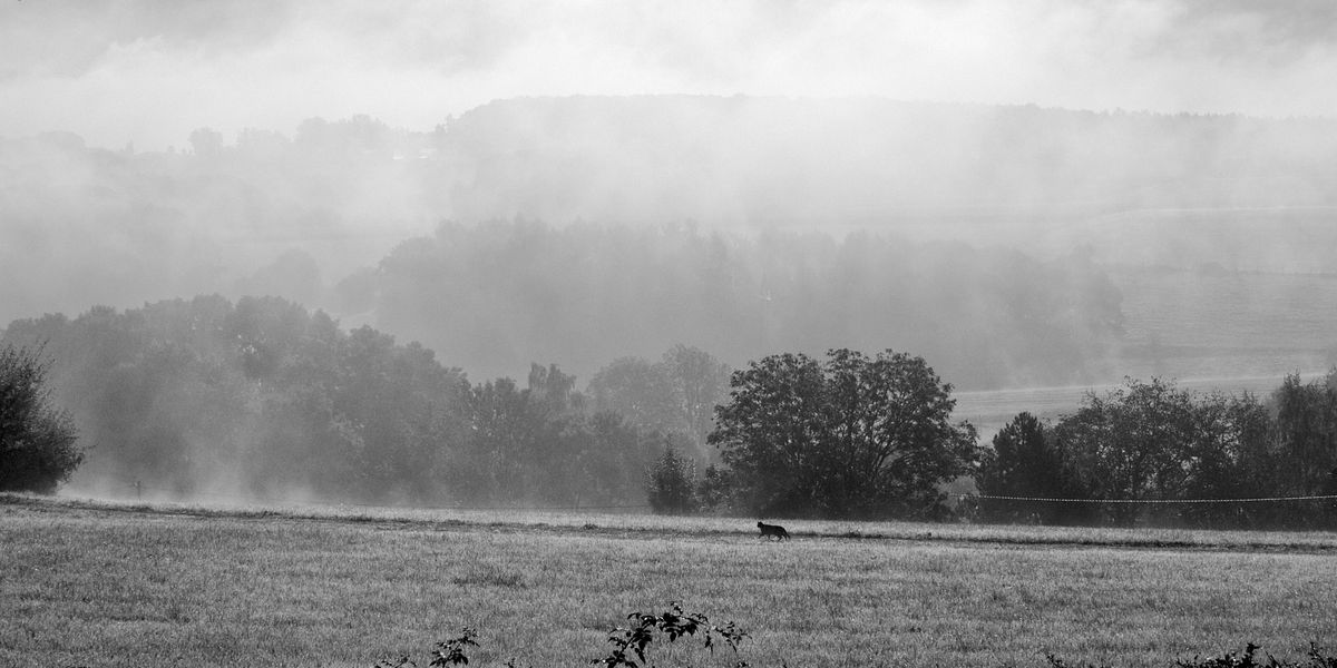 Sprockhövel, südliches Ruhrgebiet, Deutschland. Blick aus dem Küchenfenster. Aufsteigender Wasserdampf nach anhaltendem Regen. Hauskatze in Landschaft ...