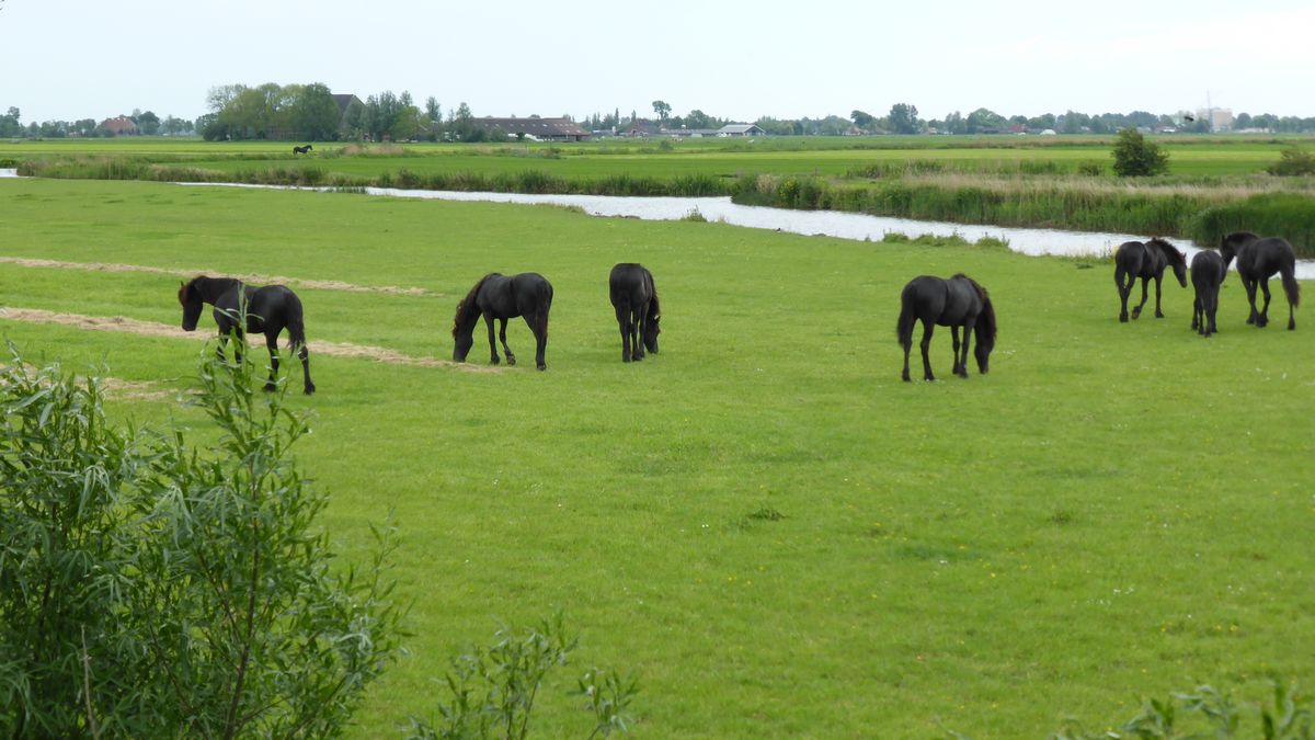 het vlakke Friesland