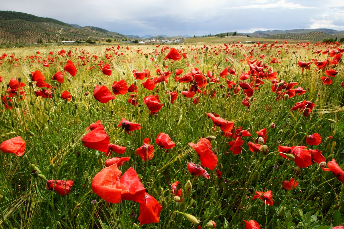 amapolas