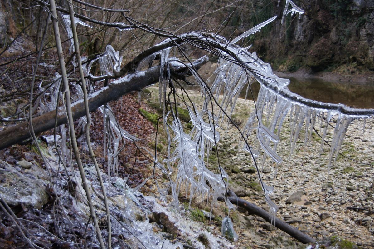 Arbre jelé