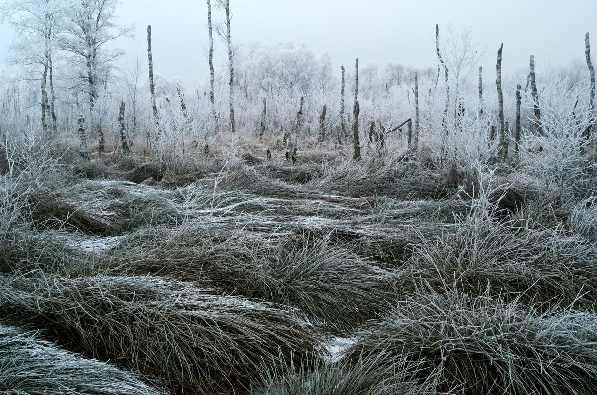 Moorgras im Winter bei ziemlicher Kälte,im Diepholzer Moor.