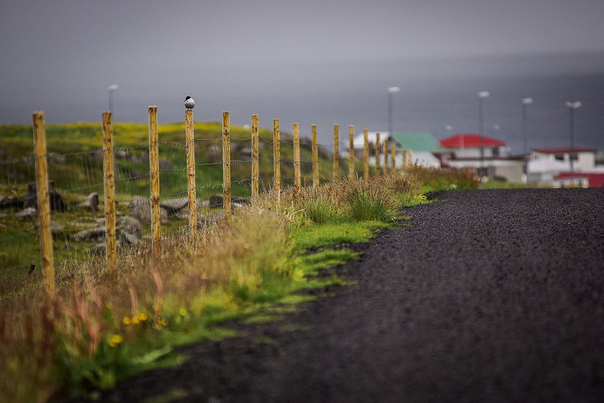 Ein Weg zum Meer in den Westfjorden Islands