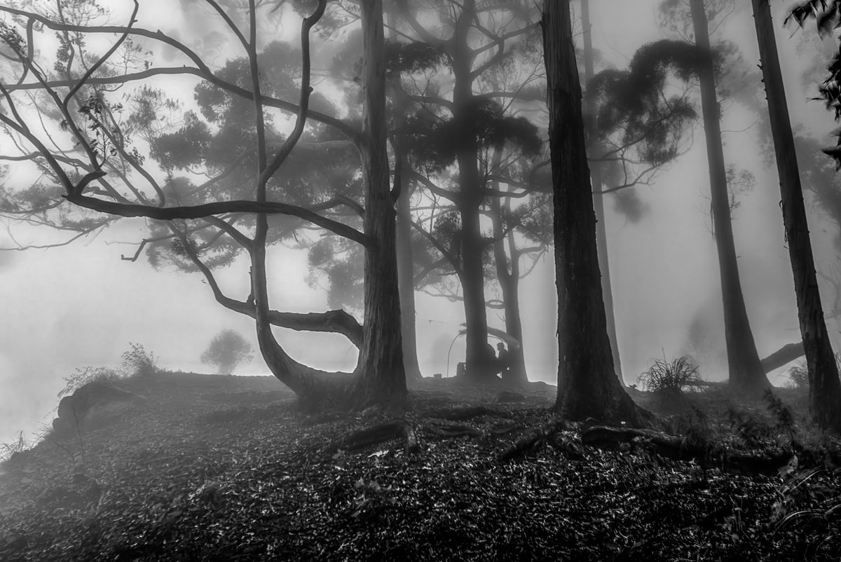 Spooky mist in the woods at top of Ella's Gap/Sri Lanka.