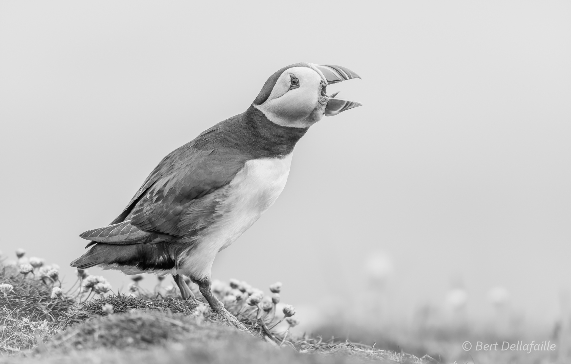 Puffin portrait 7