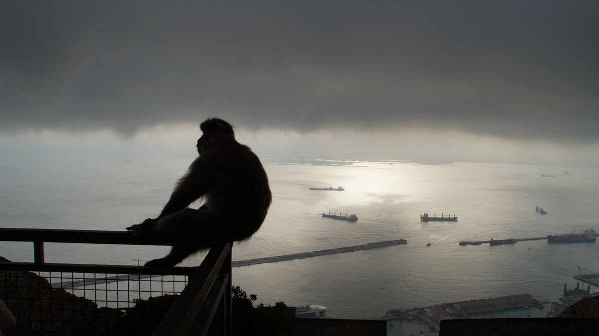 Monkey in Gibraltar
