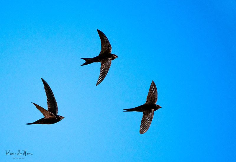 Swifts in flight