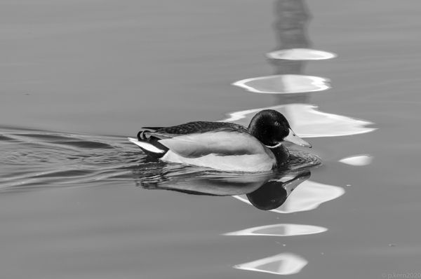 duck bw (1 von 1).jpg