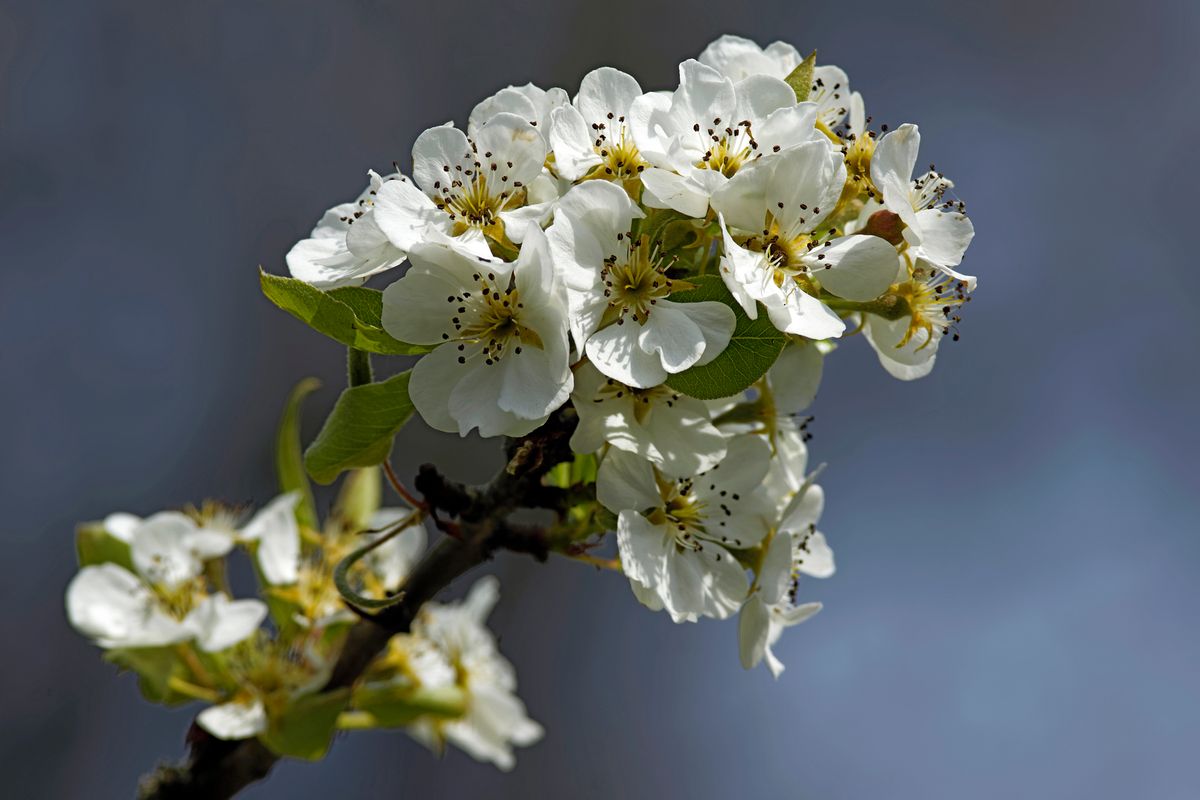 Die Obstblüten eines Birnenbaums im heimischen Garten