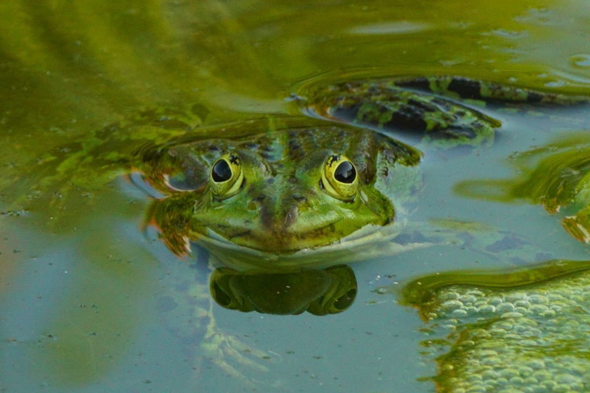 Teichfrosch im Tümpel