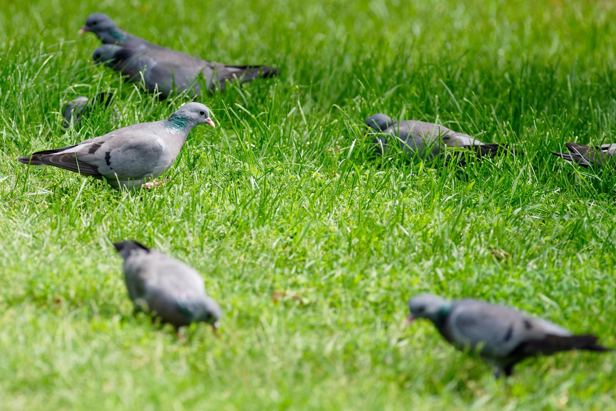 Ein Trupp Hohltaube (Columba oenas) in heimischen Garten