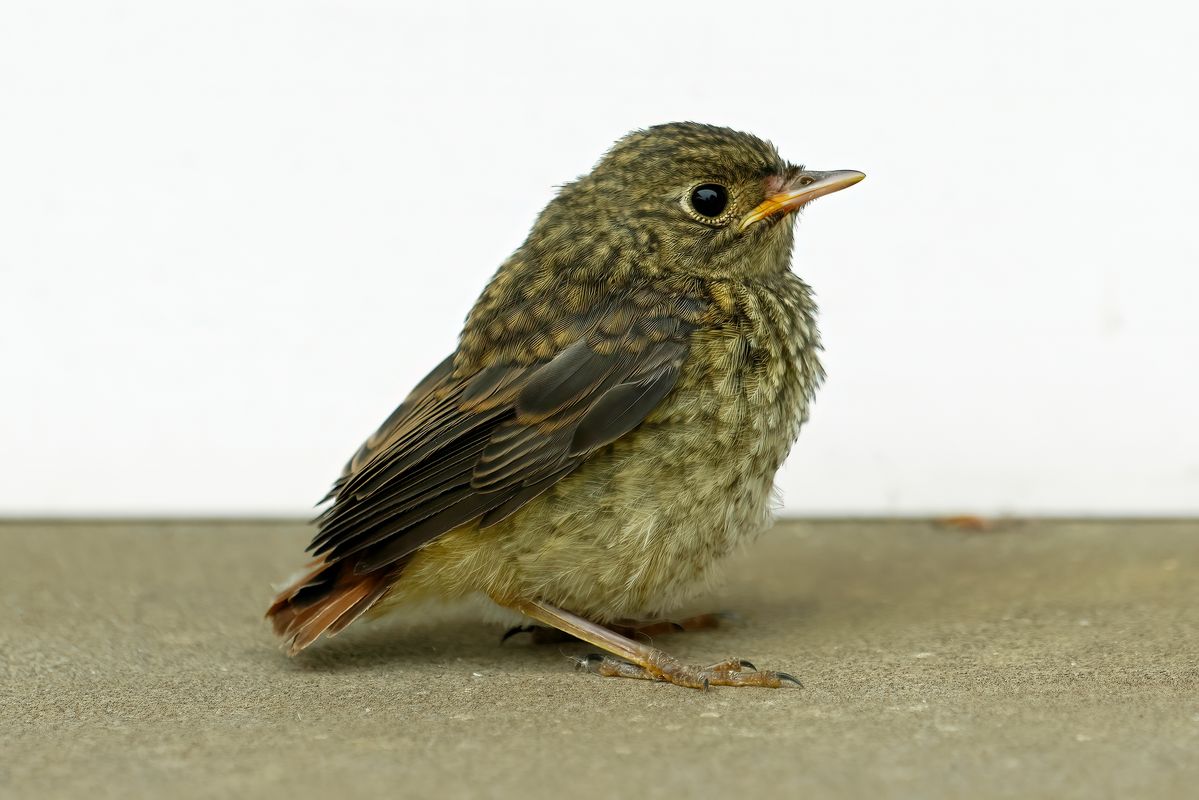 Mach Wissenschaftlichen Maßstab passt die Bezeichnung Nestflüchter nicht ganz. Da dieses Vogelküken nicht nach dem Schlüpfen die Welt erkundet hat.