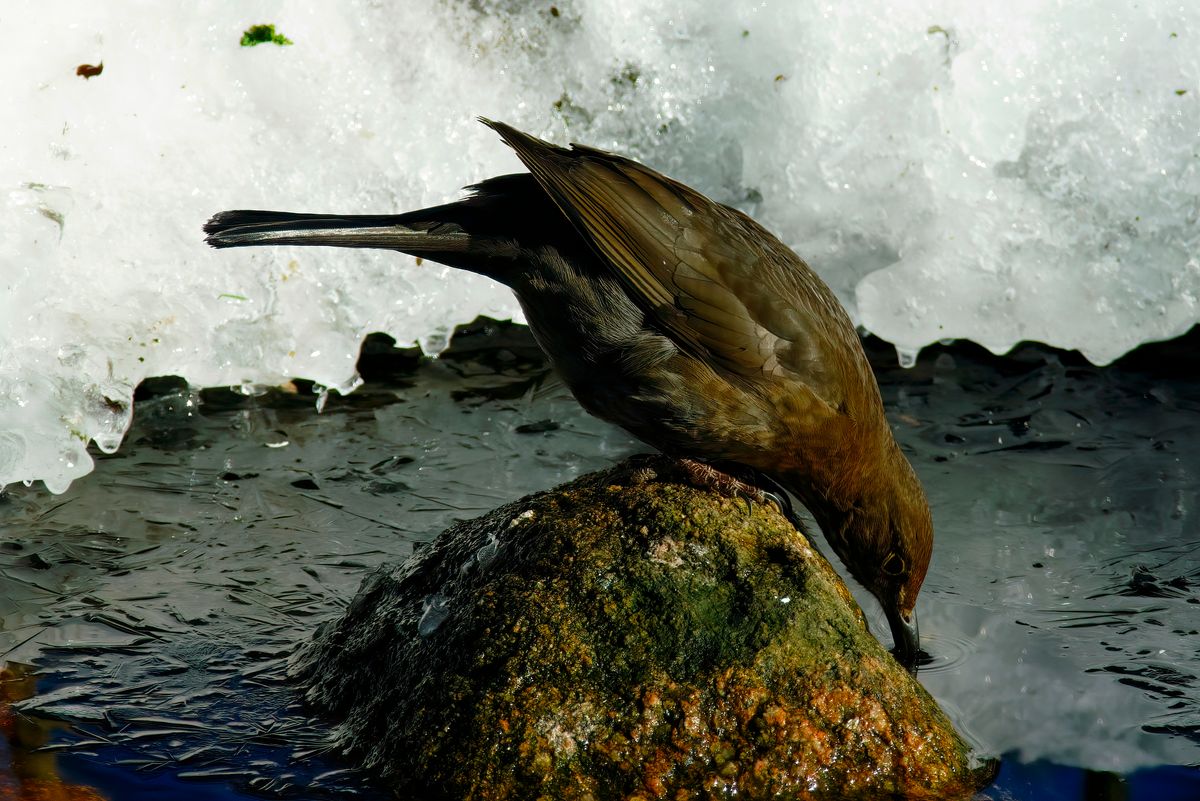 Das Amsel Weibchen oder Schwarzdrossel, hat ein dunkelbraunes Federkleid mit einer gefleckten Brust.