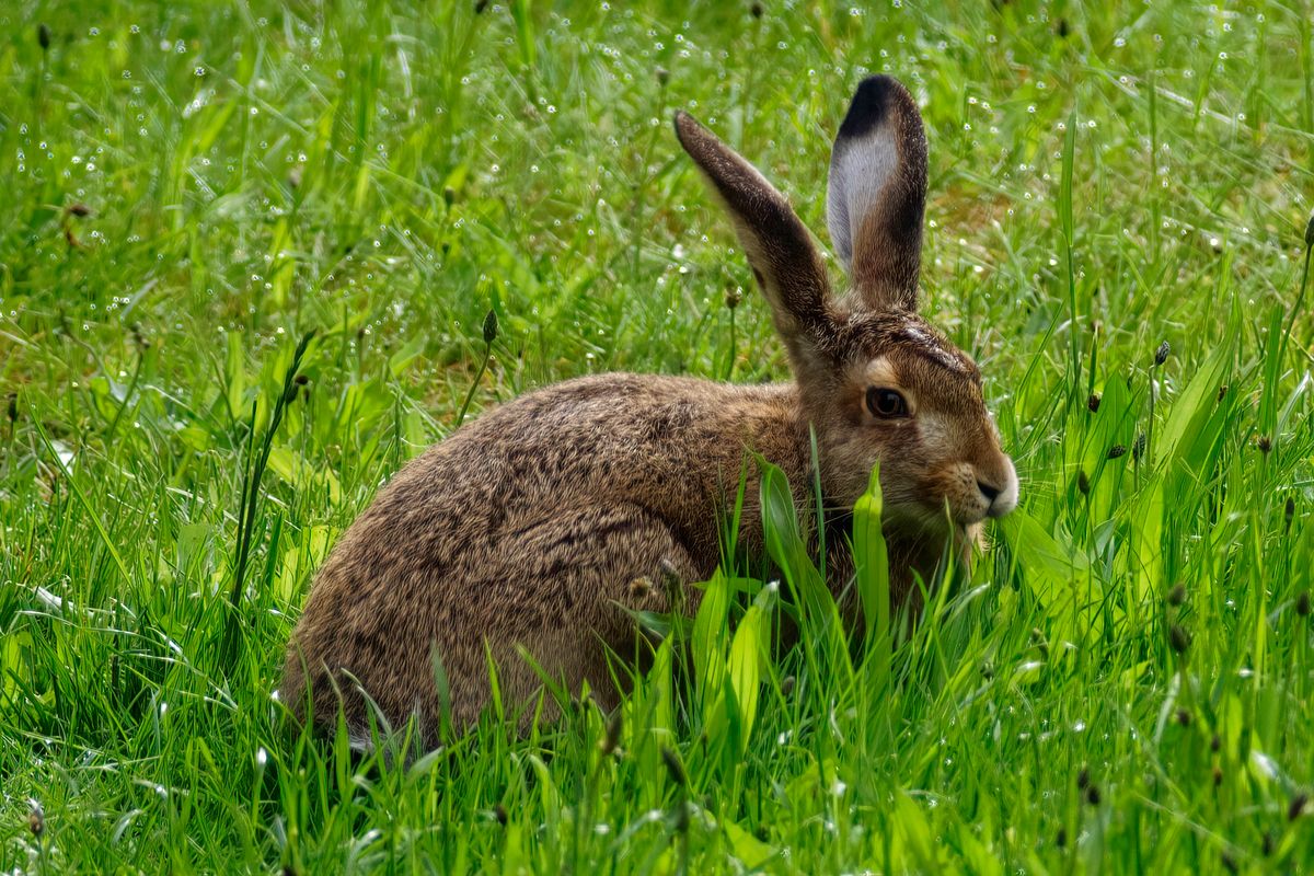 Ein Feldhase in unsern Garten. Der Wissenschaftliche Name des Feldhasen lautet Lepus europaeus