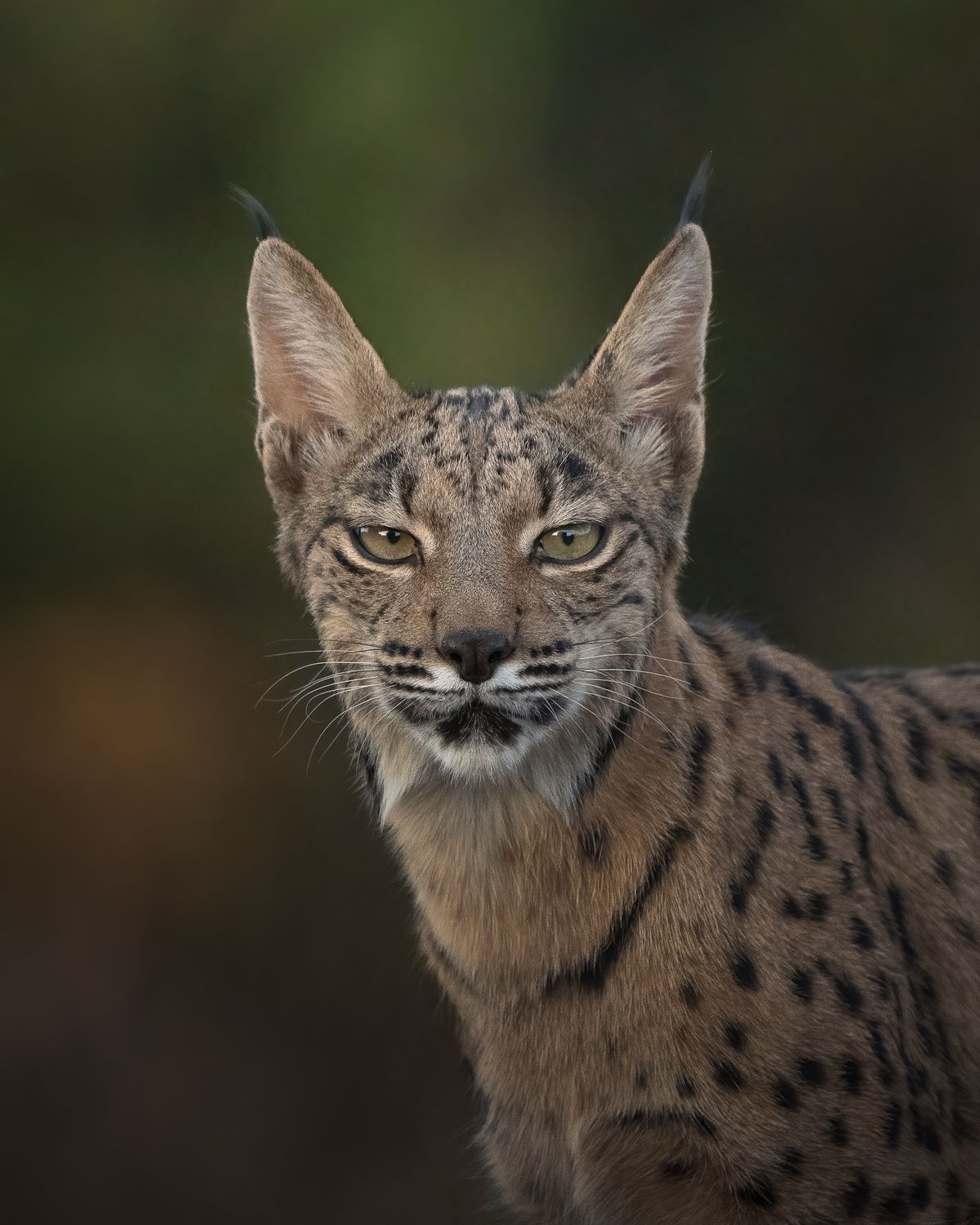 shiva_mehta_thenaturalworld_wildanimals_november_UK_2024_178021.jpg