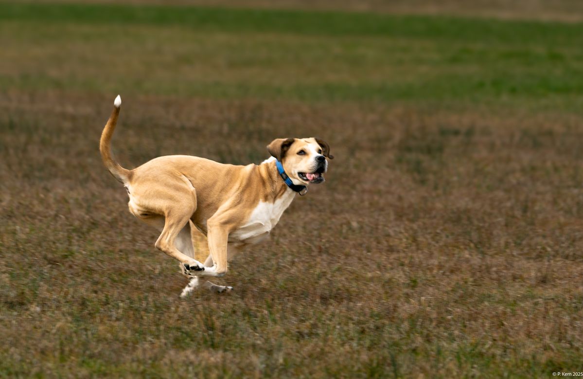 Das ist Feline, der Hund einer guten Freundin