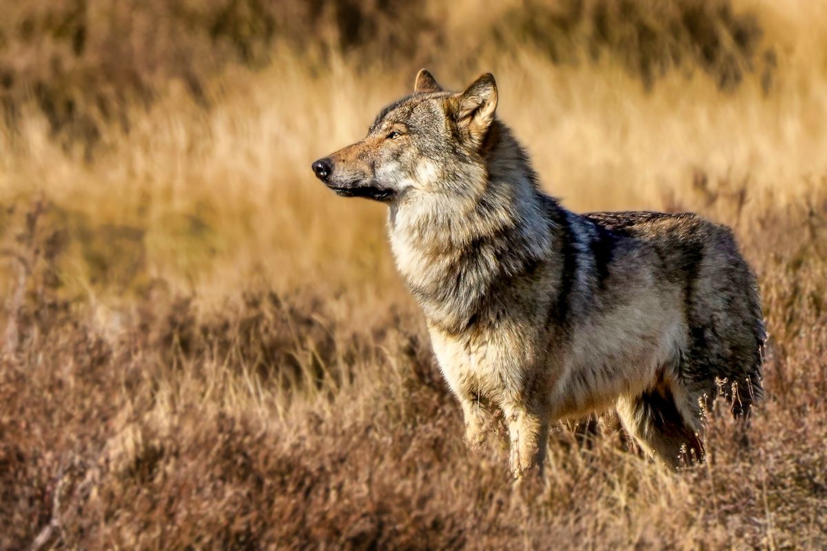 Wolf in the Netherlands Hoge Veluwe