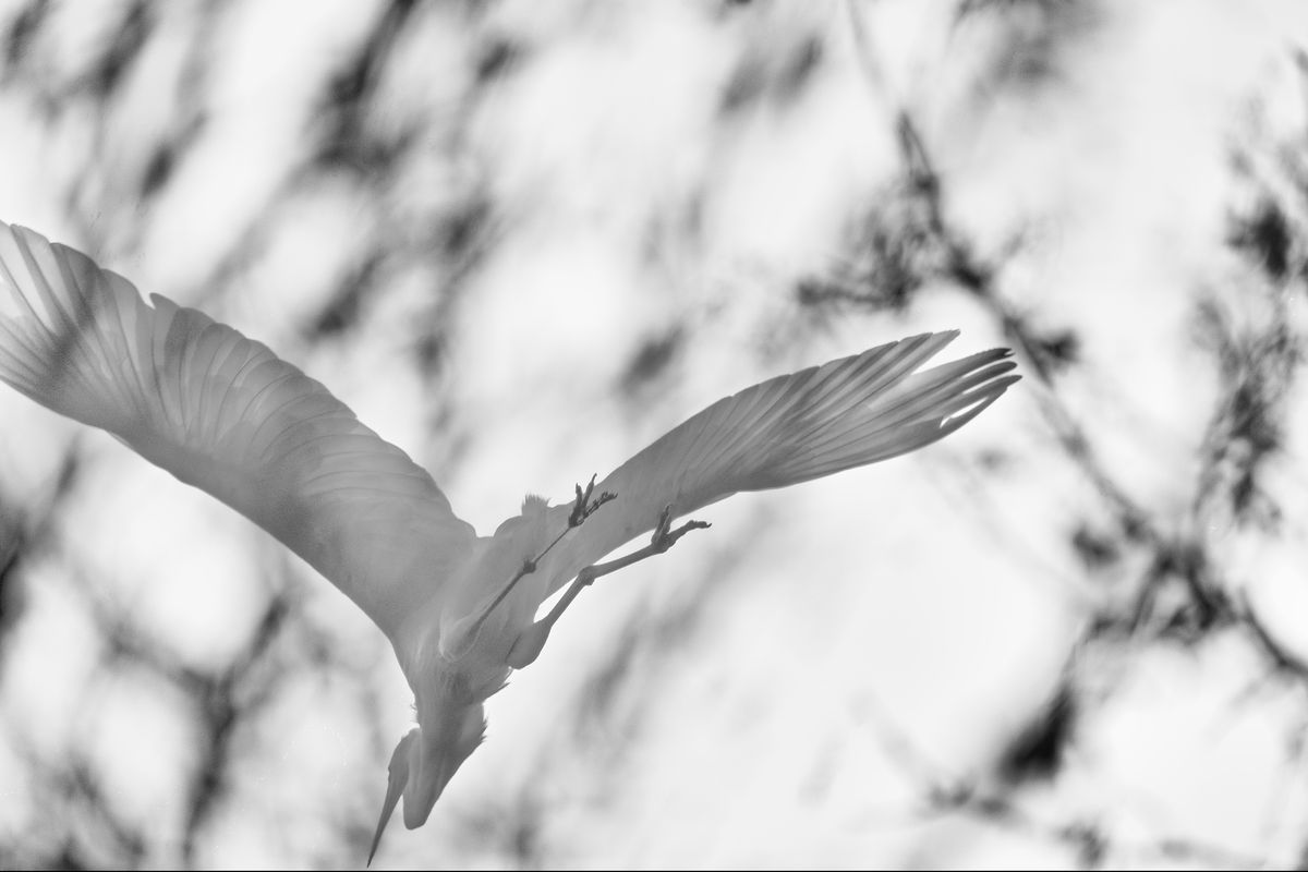 Silberreiher im Überflug, Alpha 1 mit 600mm, Bl. 6.3 1/640