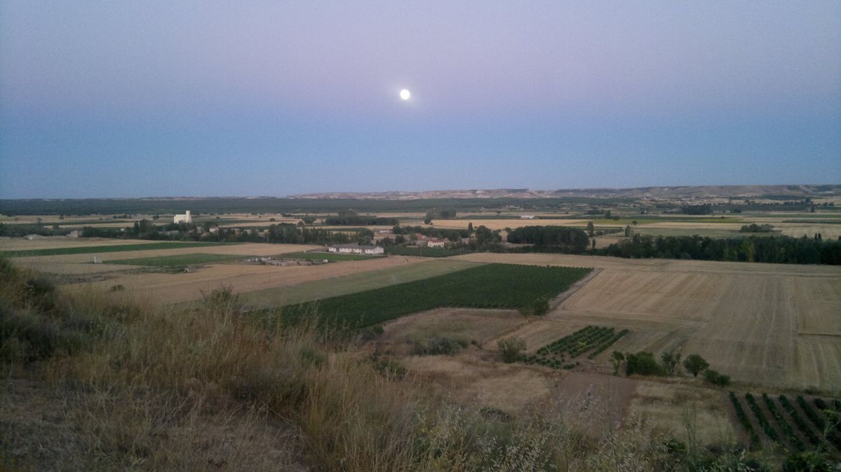 paisaje de la ribera del duero campos de viñas, remolacha ,maiz y cebada para el ganado, la foto esta echa con un movil al atardecer con el sol de espaldas y la luna ya en el horizonte ,tras la linea de arboles del fondo pasa el rio duero