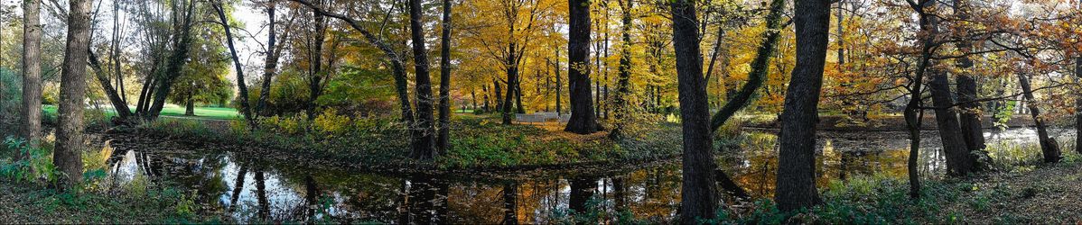 Berlin trees